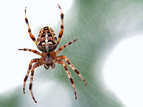Silencing the Creepy Crawlers: Spider Pest Control in Melbourne